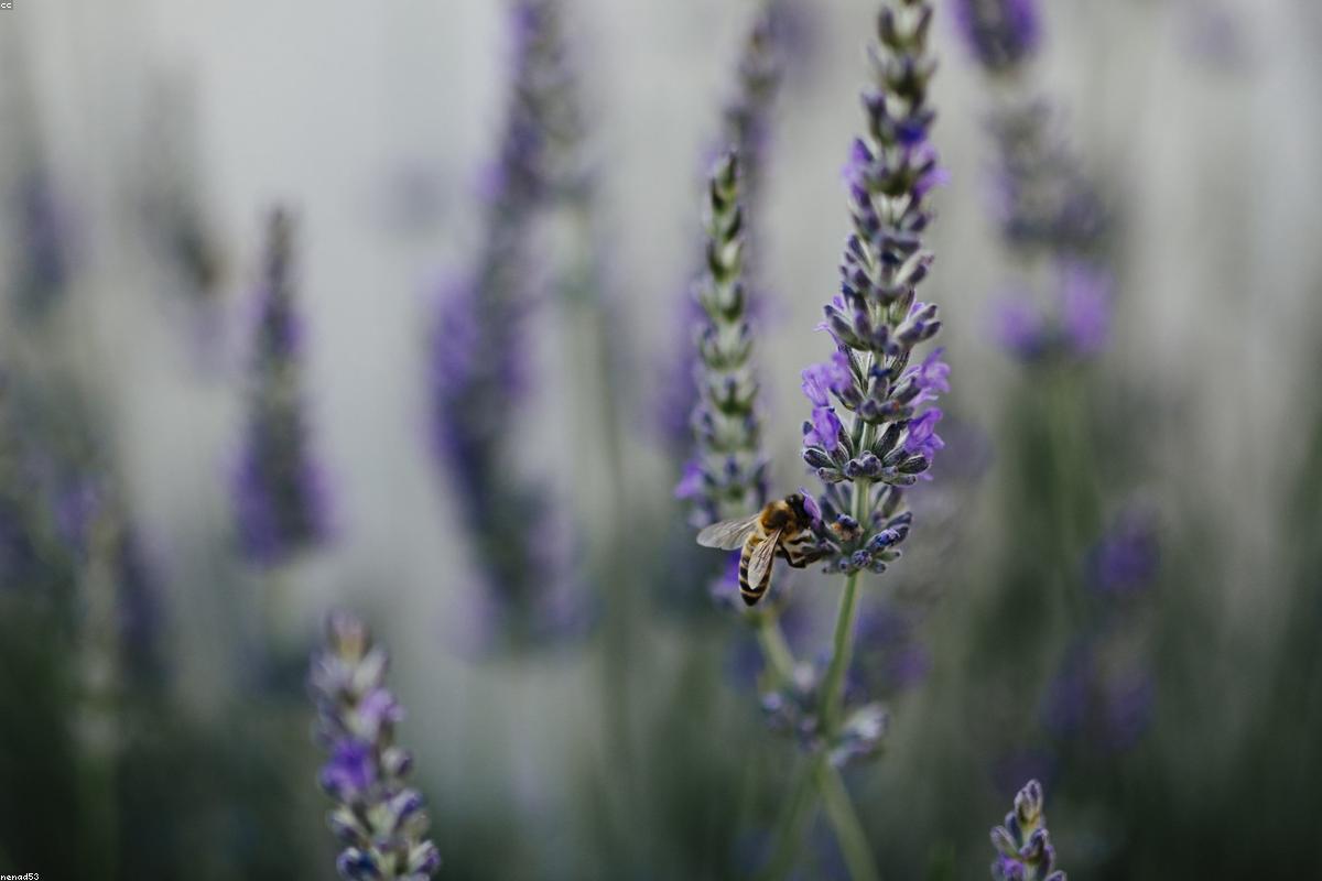 Jardin clos planté avec massif et pelouse à Bordeaux